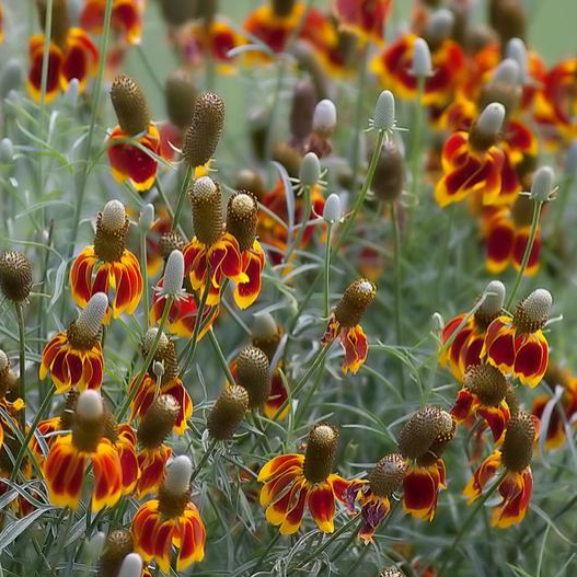 50 Pcs RARE MEXICAN HAT SEEDS