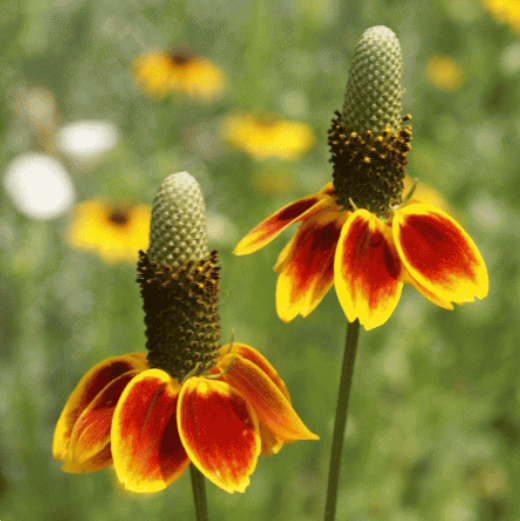 50 Pcs RARE MEXICAN HAT SEEDS