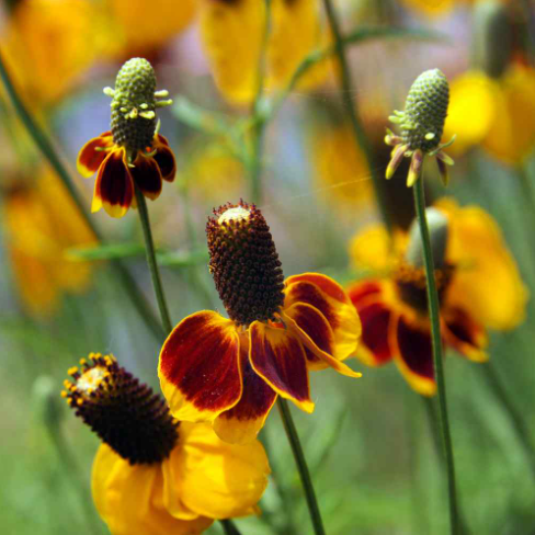 50 Pcs RARE MEXICAN HAT SEEDS