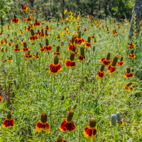 50 Pcs RARE MEXICAN HAT SEEDS