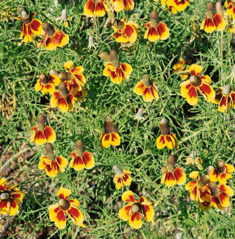 50 Pcs RARE MEXICAN HAT SEEDS