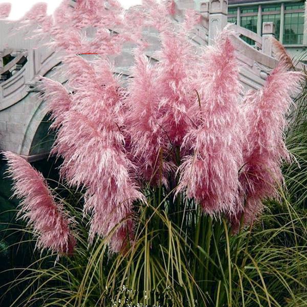 100Pcs Muhlenbergia Capillaris