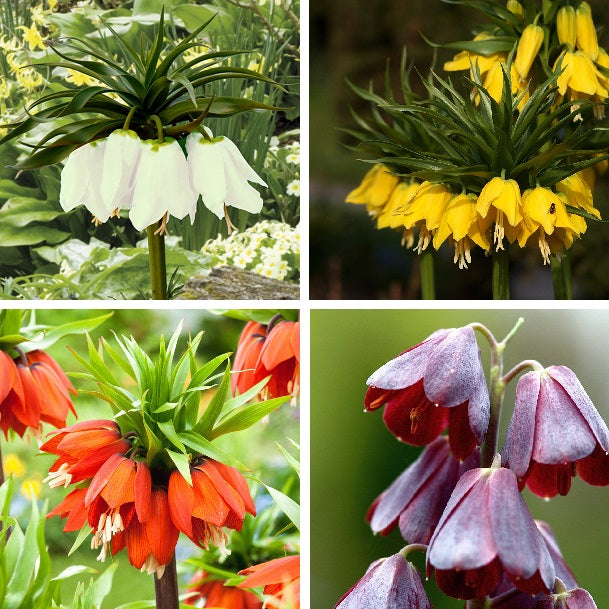 Multi-Color Fritillaria Seeds, 100pcs/pack