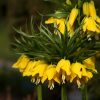 Multi-Color Fritillaria Seeds, 100pcs/pack