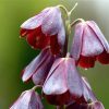 Multi-Color Fritillaria Seeds, 100pcs/pack