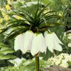 Multi-Color Fritillaria Seeds, 100pcs/pack