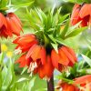 Multi-Color Fritillaria Seeds, 100pcs/pack