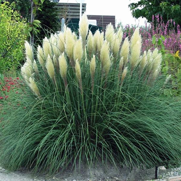 100Pcs Muhlenbergia Capillaris