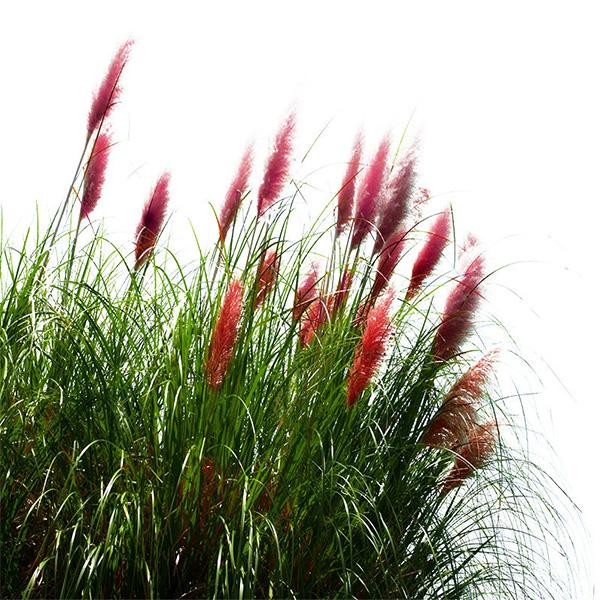 100Pcs Muhlenbergia Capillaris