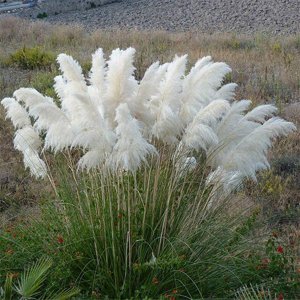 100Pcs Muhlenbergia Capillaris