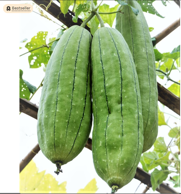 Luffa Sponge Gourd Seeds - Luffa cylindrica - B47