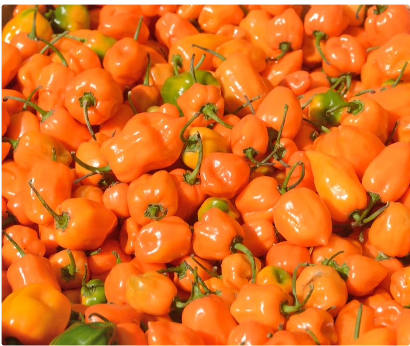 Heirloom Orange Habanero Pepper Seeds - 30 seeds, 1/4 gram - Buy 2 Get 1 Order Free - B68