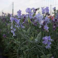 CHARLIE'S ANGEL SWEET PEA SEED