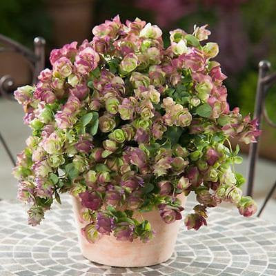 MPB#3 Kirigami Oregano 50 Seeds Ornamental Oregano Trailing Oregano Seeds