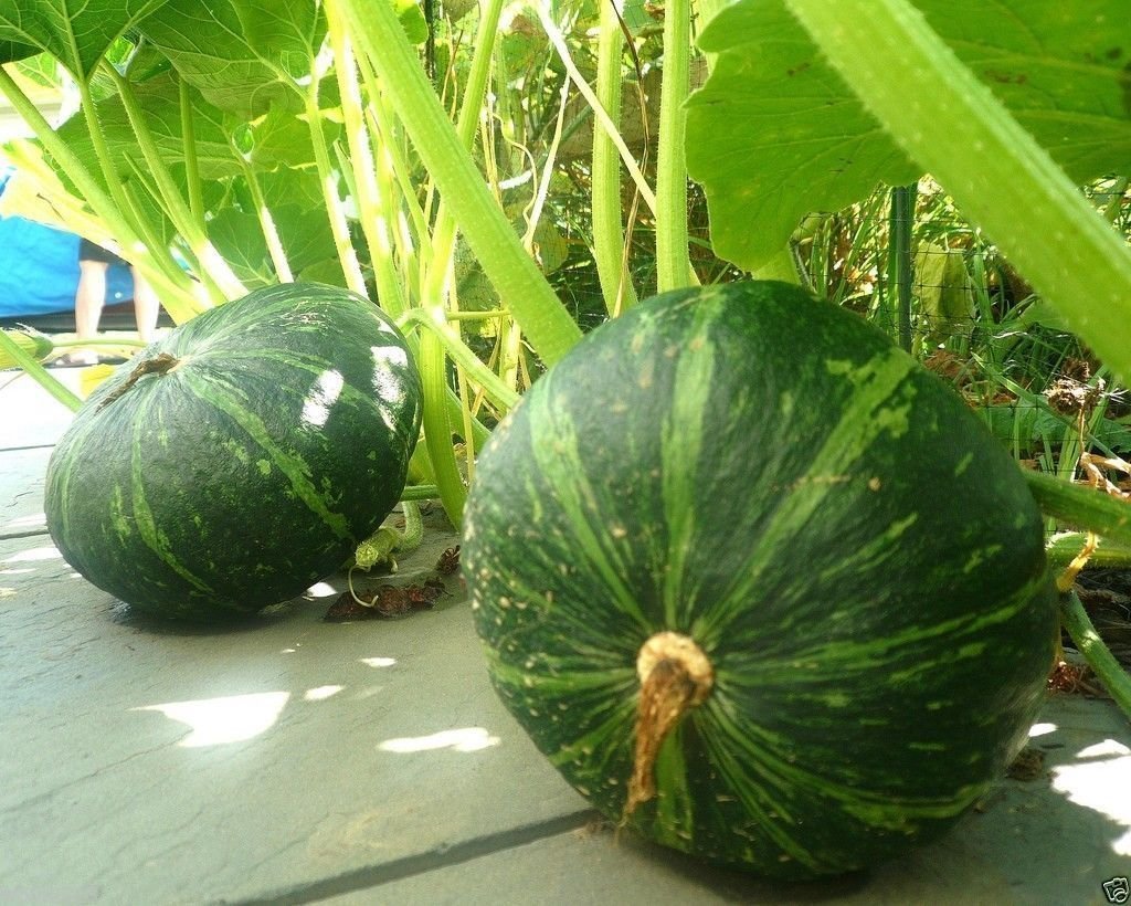 20 JAPANESE GREEN PUMPKIN SEEDS - Kabocha - Open pollinated, heirloom