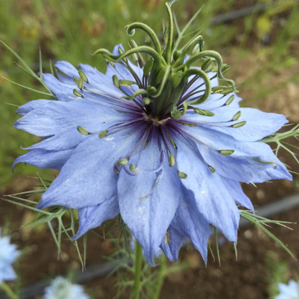 Nigella Miss Jekyll Mix Organic Seed