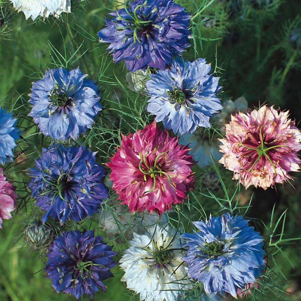 Nigella Miss Jekyll Mix Organic Seed