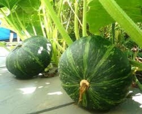 20 JAPANESE GREEN PUMPKIN SEEDS - Kabocha - Open pollinated, heirloom