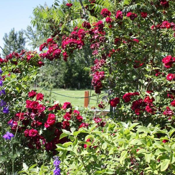 Explosion Climbing Rose Garden Seeds