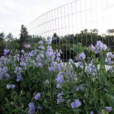 CHARLIE'S ANGEL SWEET PEA SEED