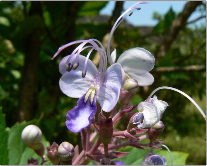 Blue Butterfly Bush Flower ( Rotheca serrata) 8 Seeds