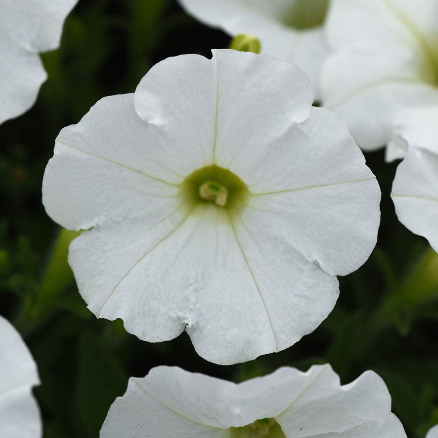 Shock Wave White Petunia Seeds