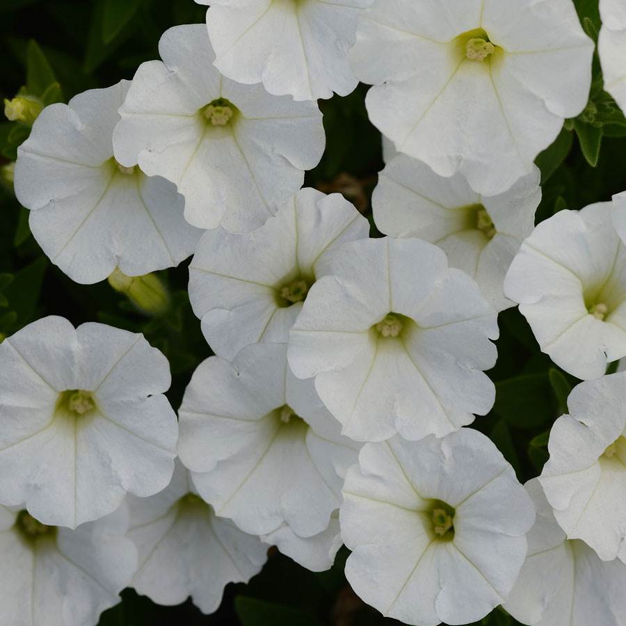 Shock Wave White Petunia Seeds