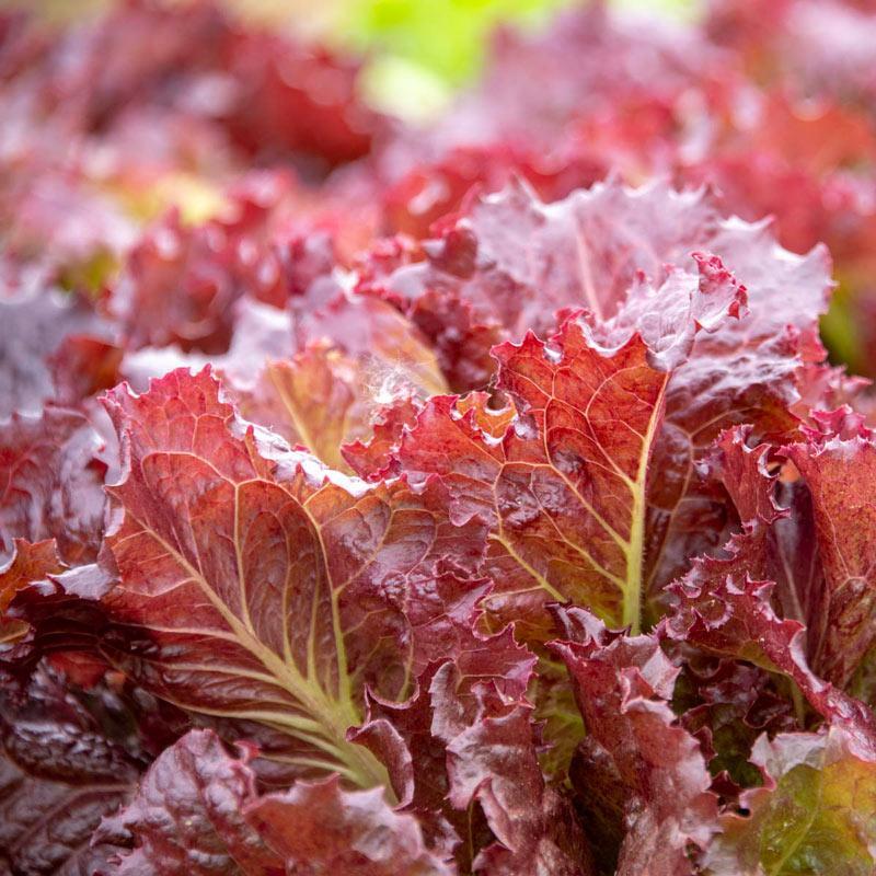 Lettuce Red Velvet Organic