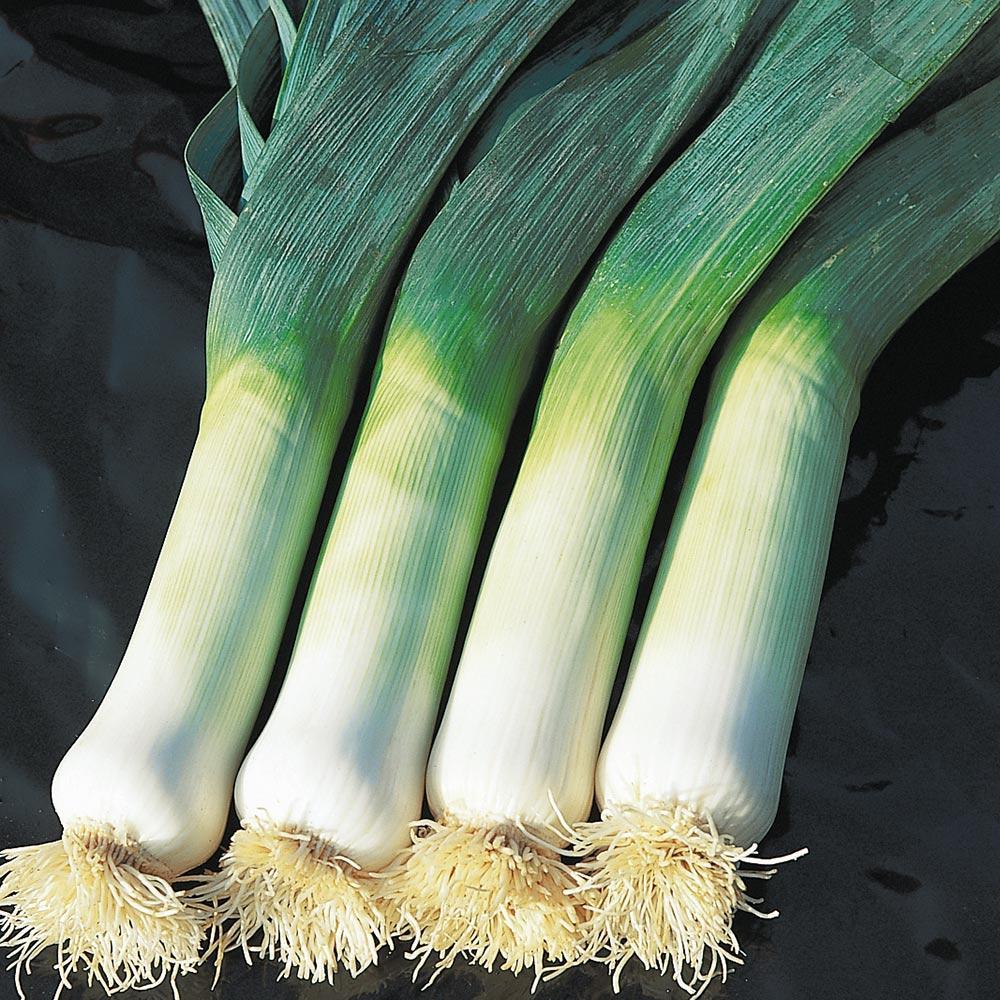 Leek Comanche F1 Organic