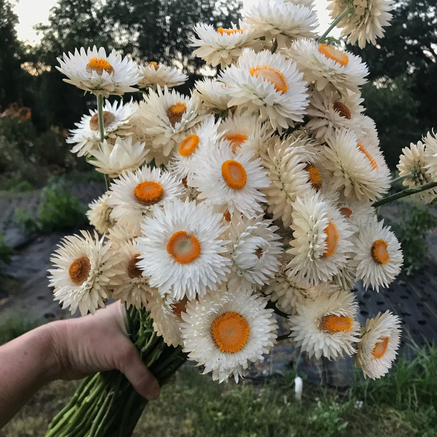 EVERLASTING STRAWFLOWER VINTAGE WHITE