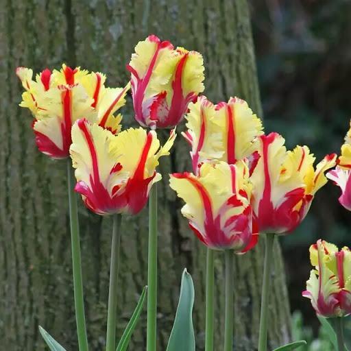 NEW!!!100pcs/ Bag-Tulip Seeds Garden Flower Plant Flowers