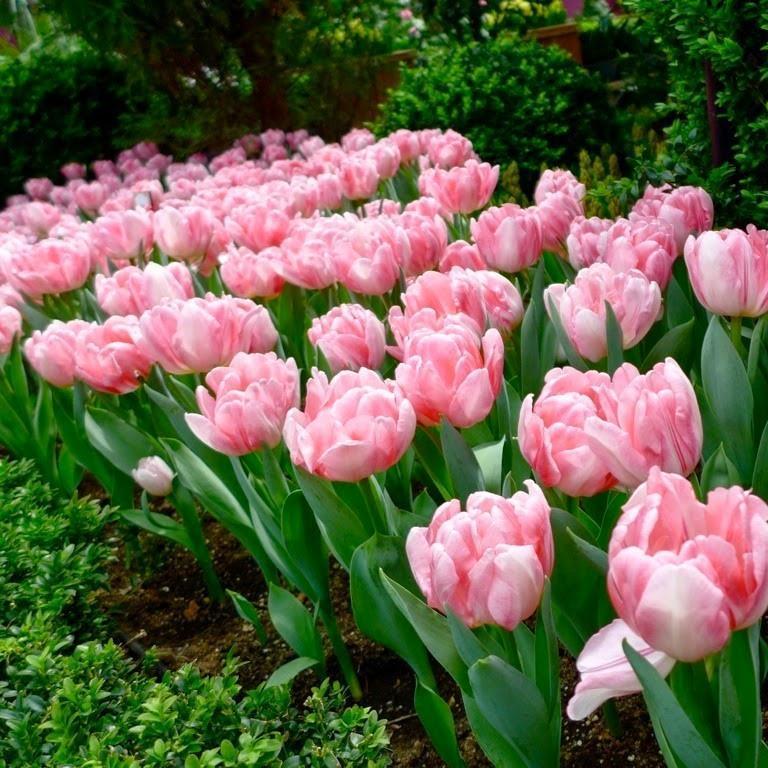 NEW!!!100pcs/ Bag-Tulip Seeds Garden Flower Plant Flowers