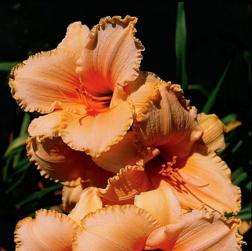 Daylily Hybrid Flowers Seed