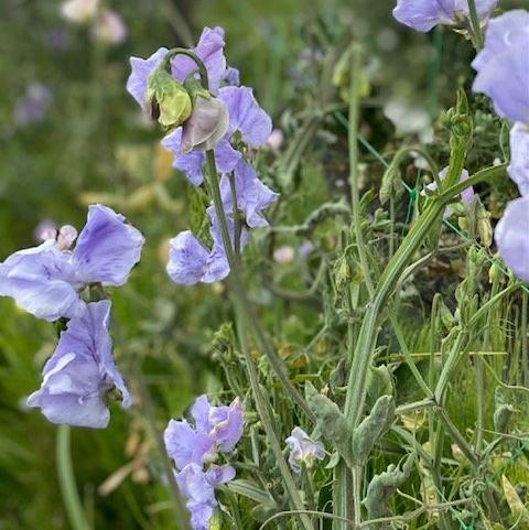 CHARLIE'S ANGEL SWEET PEA SEED