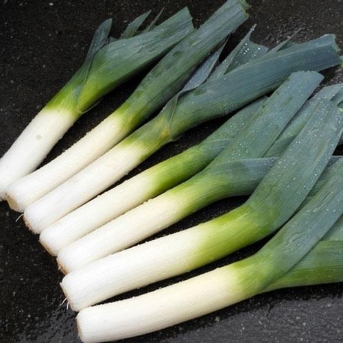 Leek Comanche F1 Organic