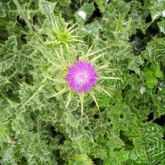 Milk Thistle Seeds