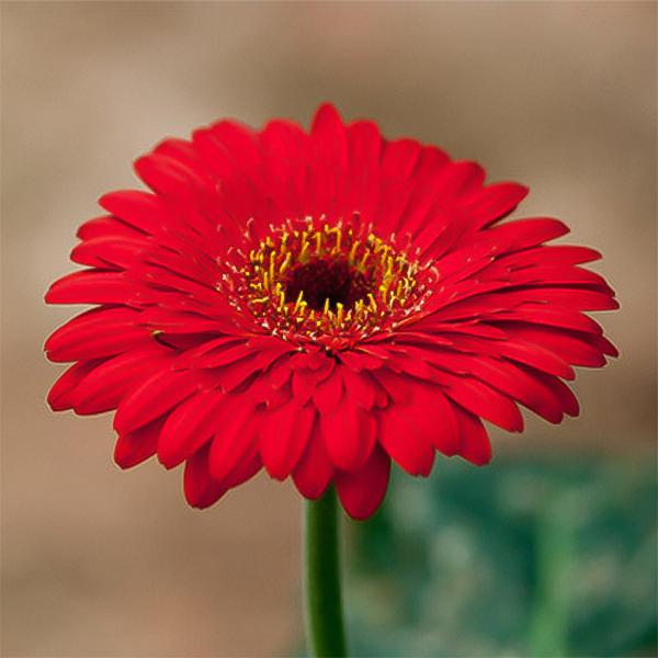 Red gerbera chrysanthemum seeds, sunflowers