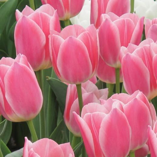 NEW!!!100pcs/ Bag-Tulip Seeds Garden Flower Plant Flowers