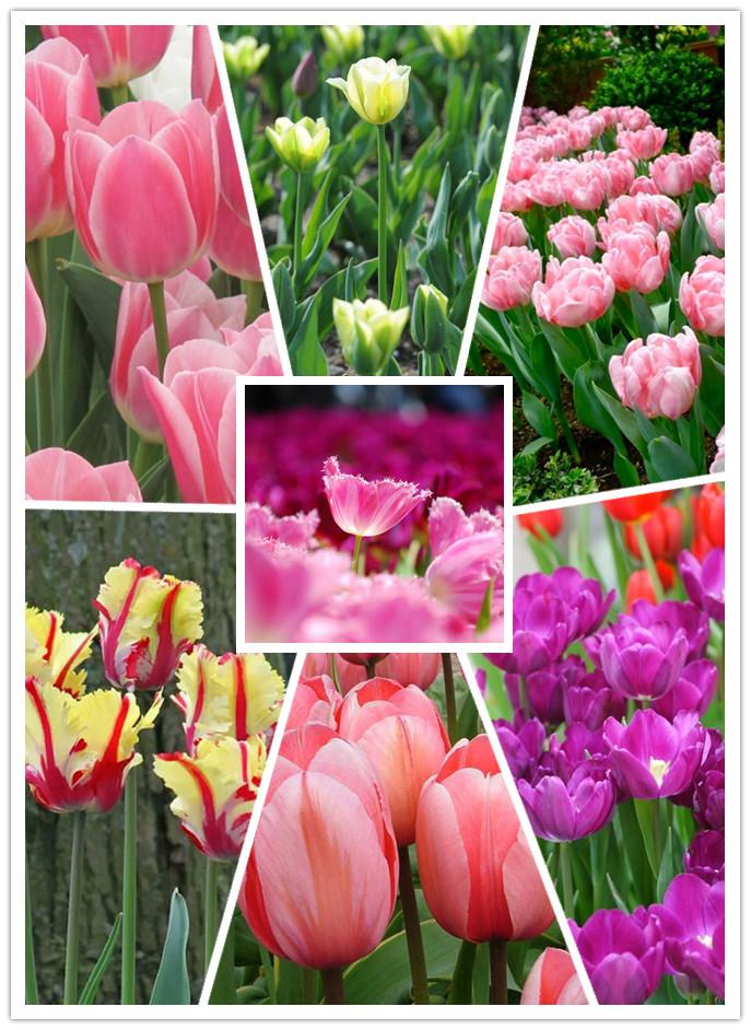 NEW!!!100pcs/ Bag-Tulip Seeds Garden Flower Plant Flowers