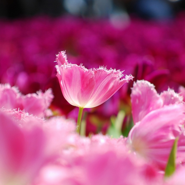 NEW!!!100pcs/ Bag-Tulip Seeds Garden Flower Plant Flowers