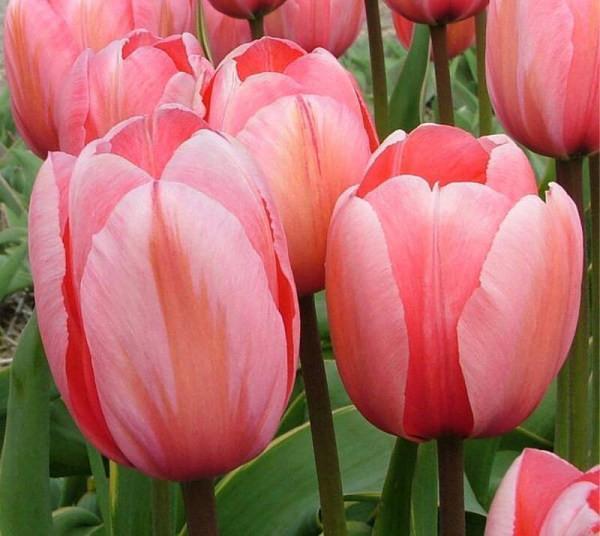 NEW!!!100pcs/ Bag-Tulip Seeds Garden Flower Plant Flowers