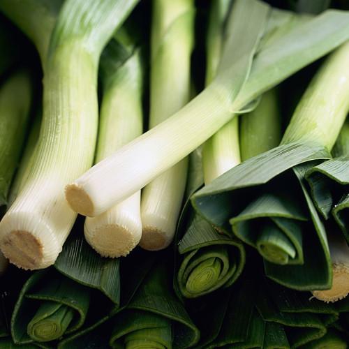 Leek Comanche F1 Organic