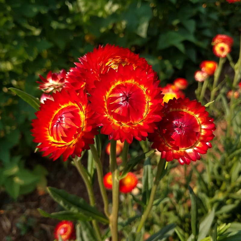 EVERLASTING STRAWFLOWER VINTAGE WHITE