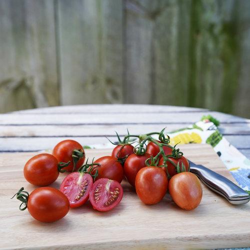 Garden Gem Tomatoes