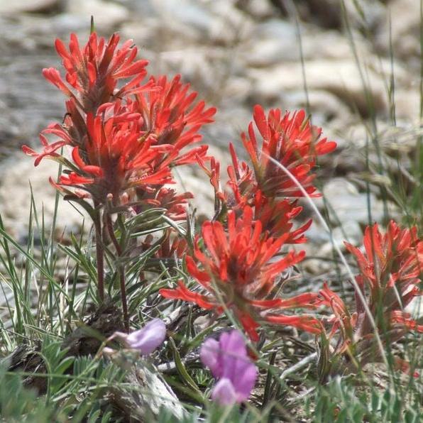 Red INDIAN PAINTBRUSH Castilleja Indivisa Flower Seeds