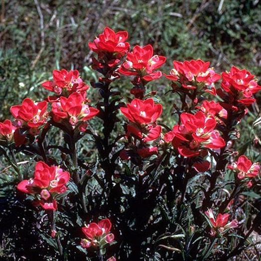 Red INDIAN PAINTBRUSH Castilleja Indivisa Flower Seeds