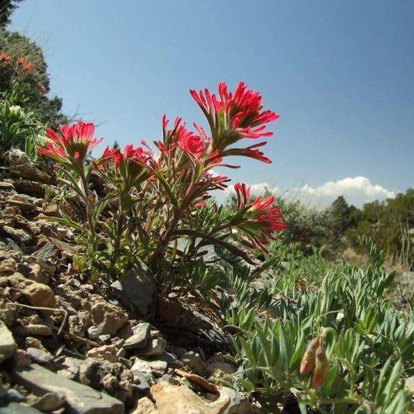 Red INDIAN PAINTBRUSH Castilleja Indivisa Flower Seeds