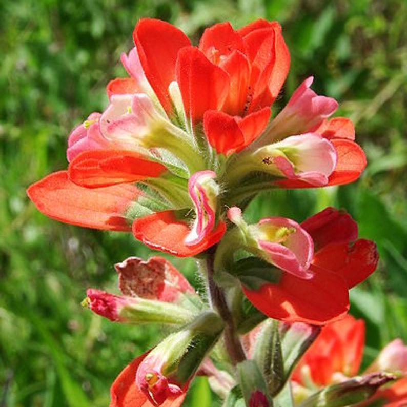 Red INDIAN PAINTBRUSH Castilleja Indivisa Flower Seeds