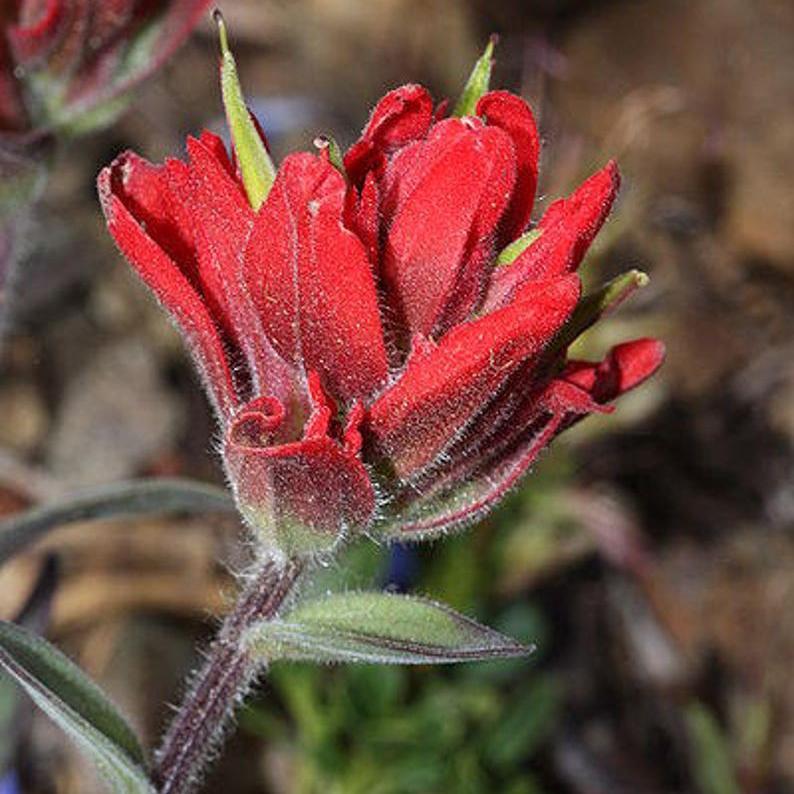 Red INDIAN PAINTBRUSH Castilleja Indivisa Flower Seeds