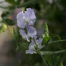 CHARLIE'S ANGEL SWEET PEA SEED